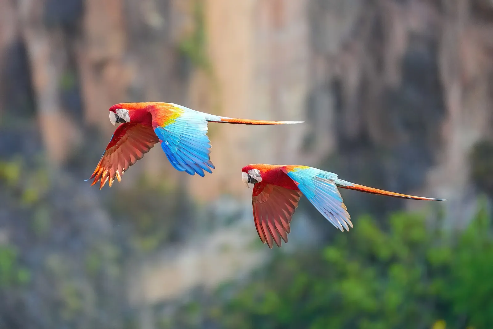 Two red-and-green macaws flying